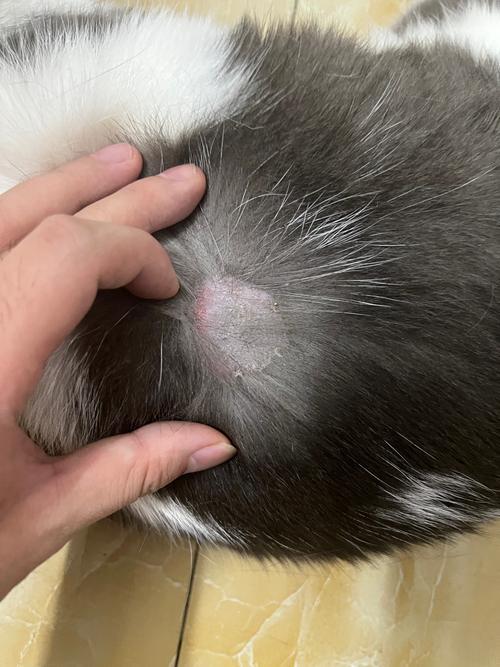 视频：猫咪身上的癣是什么？