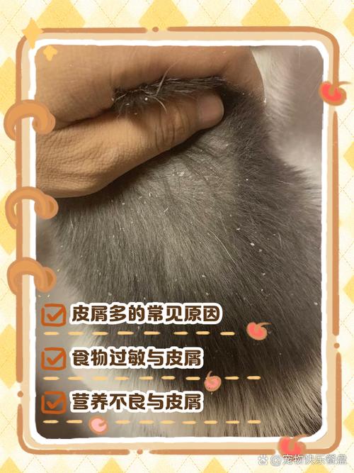 视频：猫咪身上起皮屑但是没发现有癣是怎么回事？
