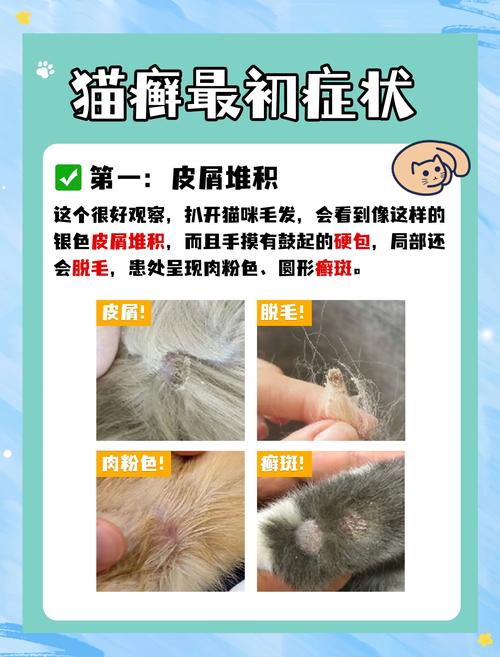 视频：猫咪身上起红疙瘩但不是猫癣怎么办？