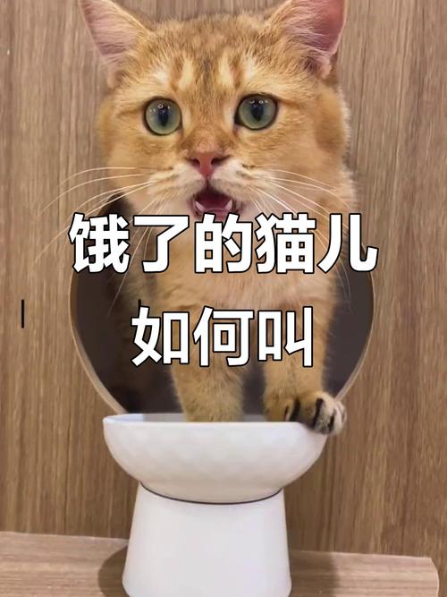 视频：猫咪饿了两天会怎么样？