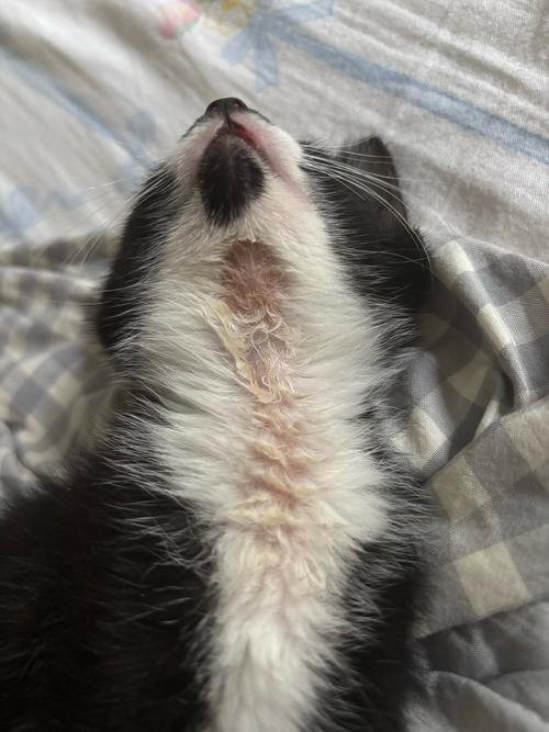 视频：猫咪身上起皮屑但是没发现有癣是怎么回事？