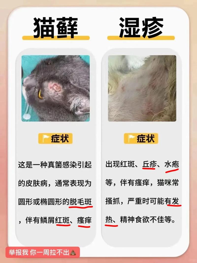 视频：猫咪身上起红疙瘩但不是猫癣怎么办？