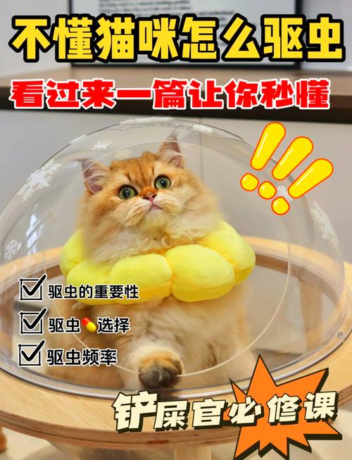 视频：猫咪驱虫后多久吃饭呢？