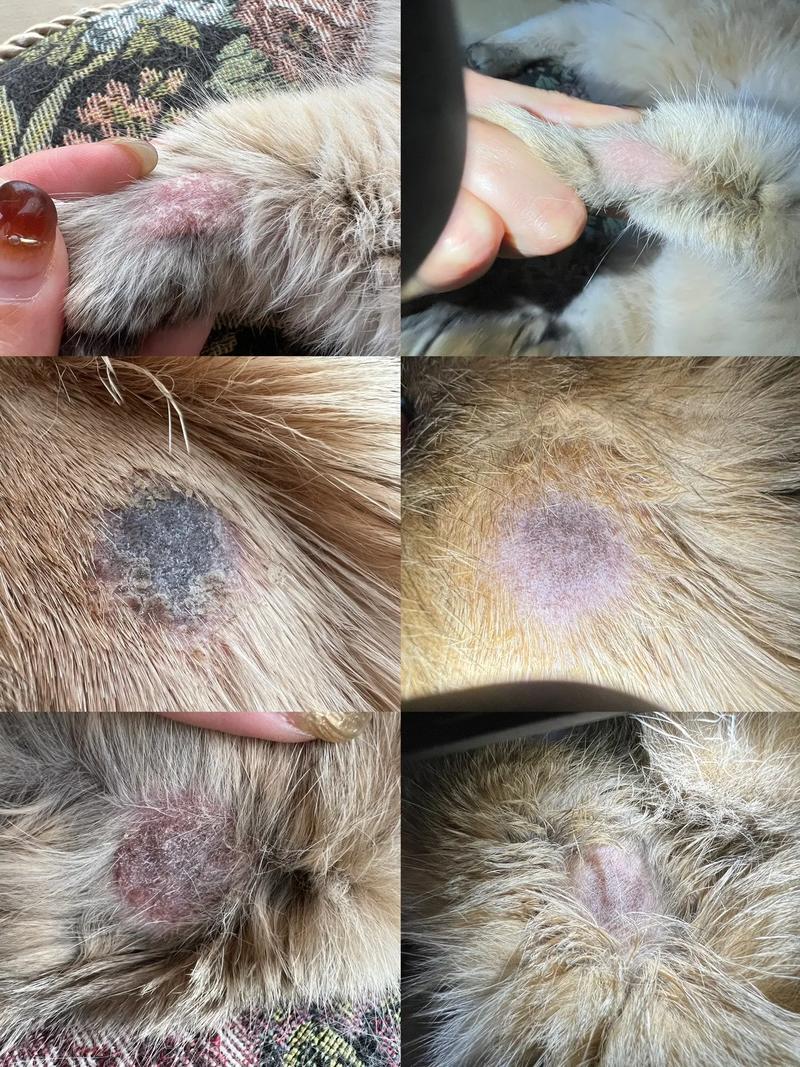 视频：猫咪身上长癣可以洗澡吗？