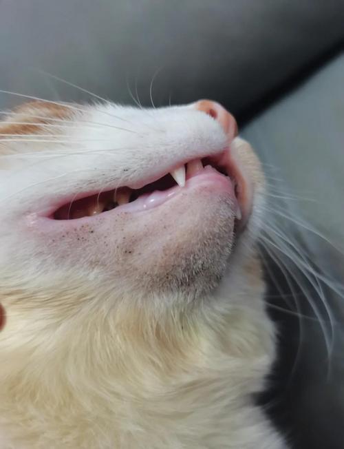 视频：猫咪黑下巴多久能好？
