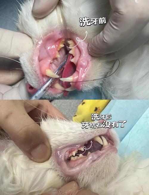 视频：猫咪长牙结石一定要做洁牙手术吗？