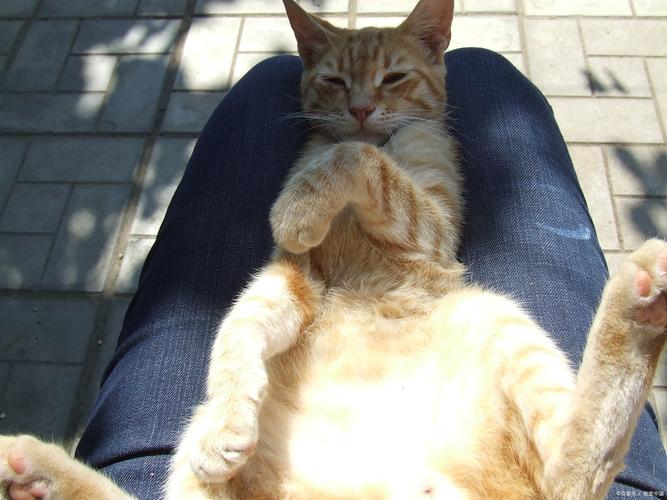 视频：猫咪身体弓起来是什么意思呢？