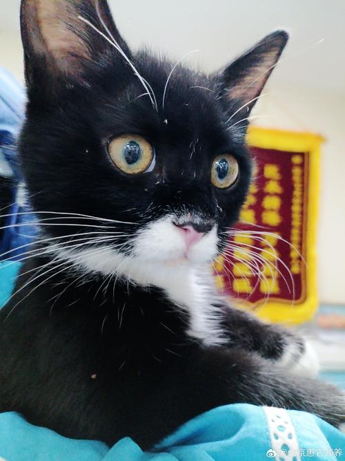 视频：猫咪鼻头有一块黑色结块是什么？