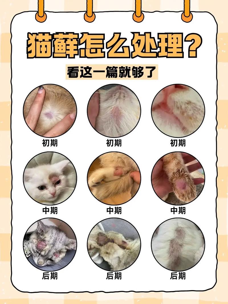 视频：猫癣其实不用治，猫咪能自愈是正确的吗？