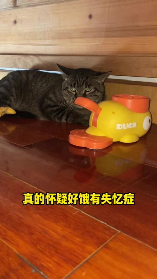 视频：猫咪饿了两天会怎么样？