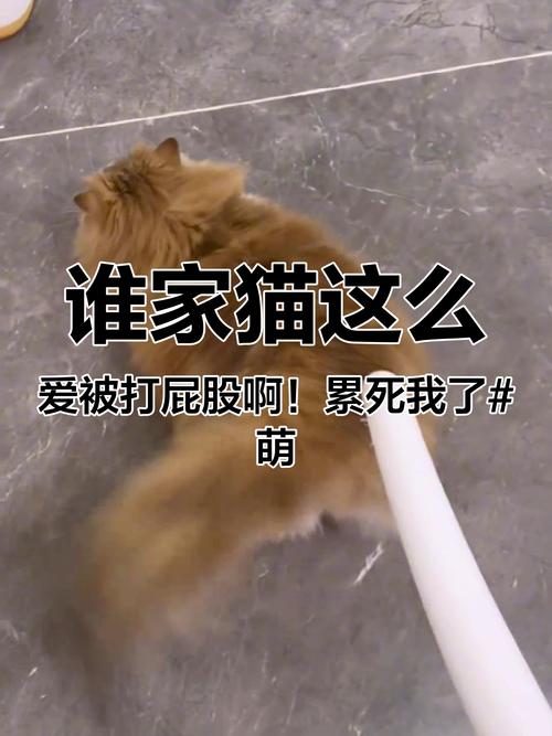 视频：经常打猫咪会怎么样？