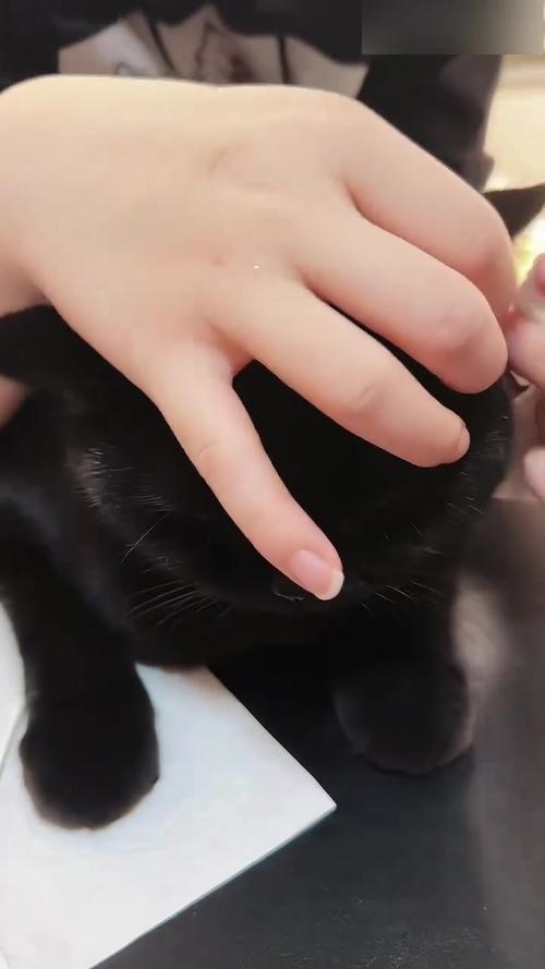 视频：给猫咪掏耳朵太深了会不会聋了？