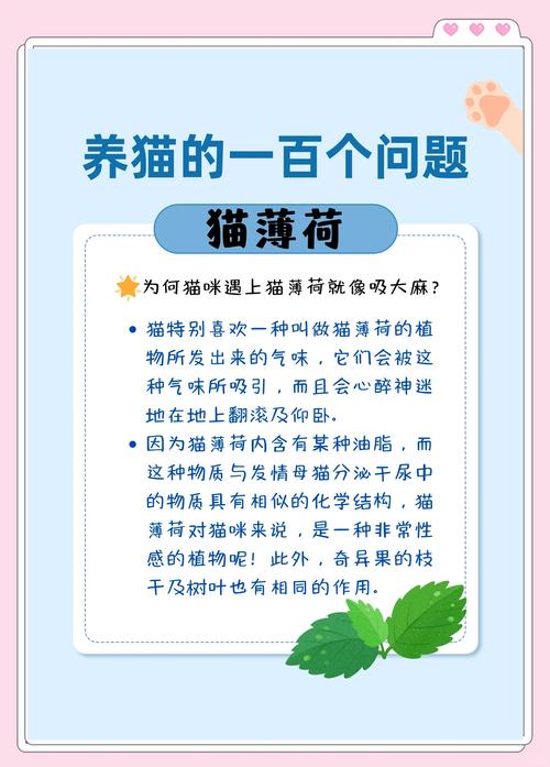 视频：薄荷对猫咪有危害吗？