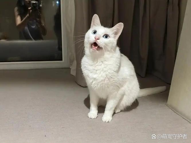 视频：猫咪饿了两天会怎么样？