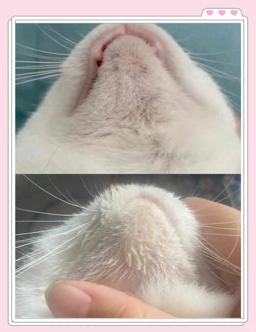 视频：猫咪黑下巴多久能好？