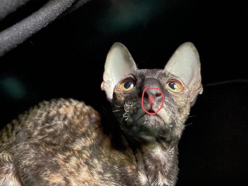 视频：猫咪鼻头有一块黑色结块是什么？