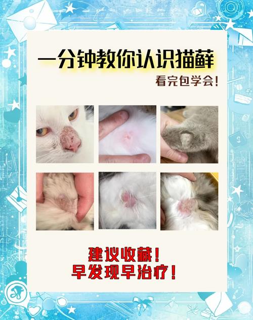 视频：猫癣其实不用治，猫咪能自愈是正确的吗？