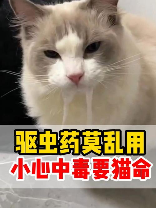 视频：猫咪驱虫药过量中毒了该怎么办？