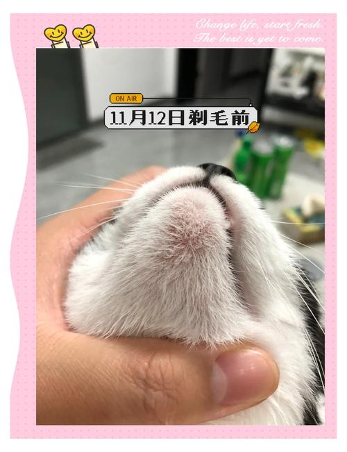 视频：猫咪黑下巴多久能好？