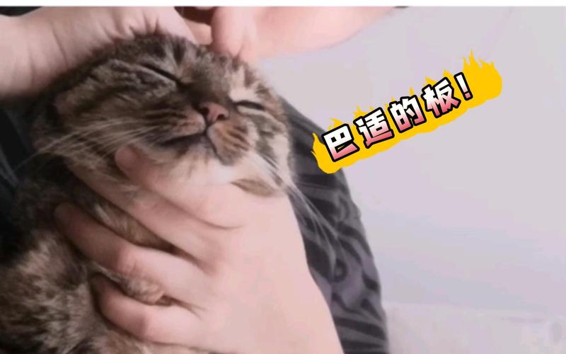 视频：给猫咪掏耳朵太深了会不会聋了？
