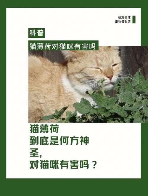 视频：薄荷对猫咪有危害吗？
