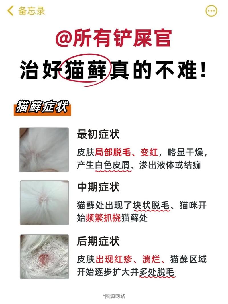 视频：猫癣其实不用治，猫咪能自愈是正确的吗？