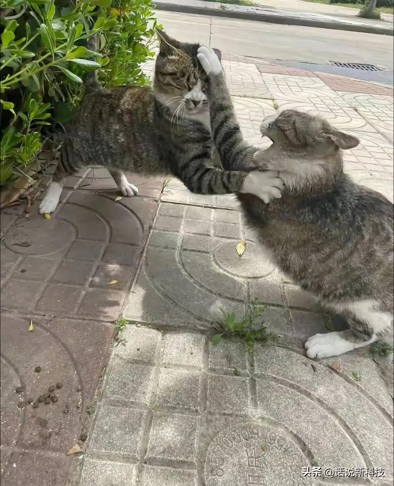 视频：经常打猫咪会怎么样？