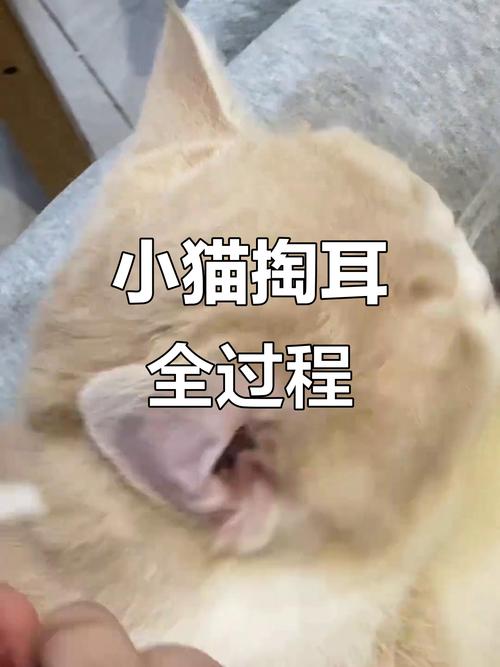视频：给猫咪掏耳朵太深了会不会聋了？