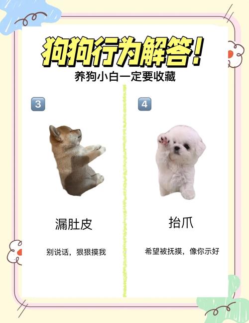 如何让宠物狗适应新环境避免产生焦虑情绪