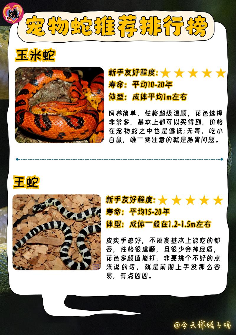 宠物蛇的食物种类与搭配技巧