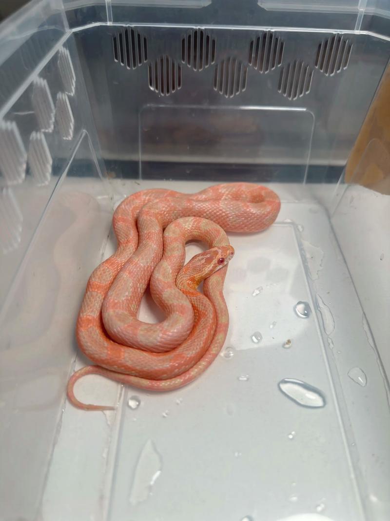 宠物蛇训练的有效方法和技巧分享