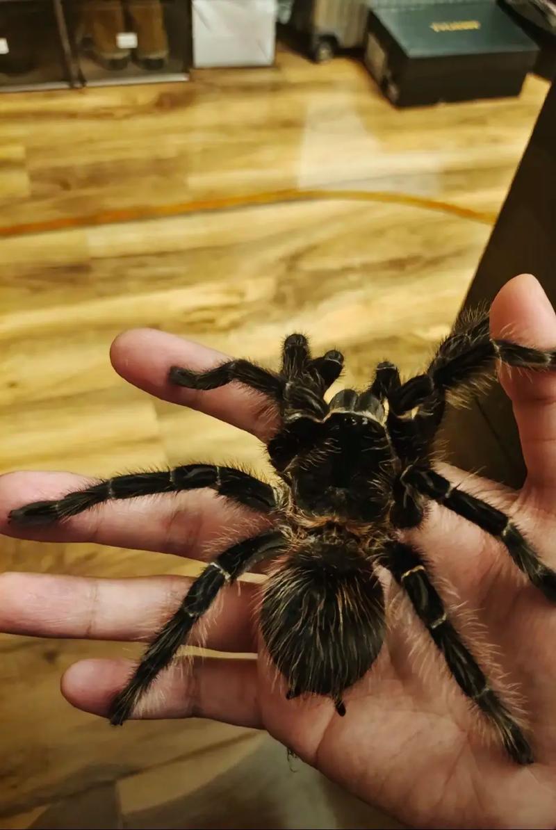 宠物蜘蛛的行为特点和训练技巧介绍