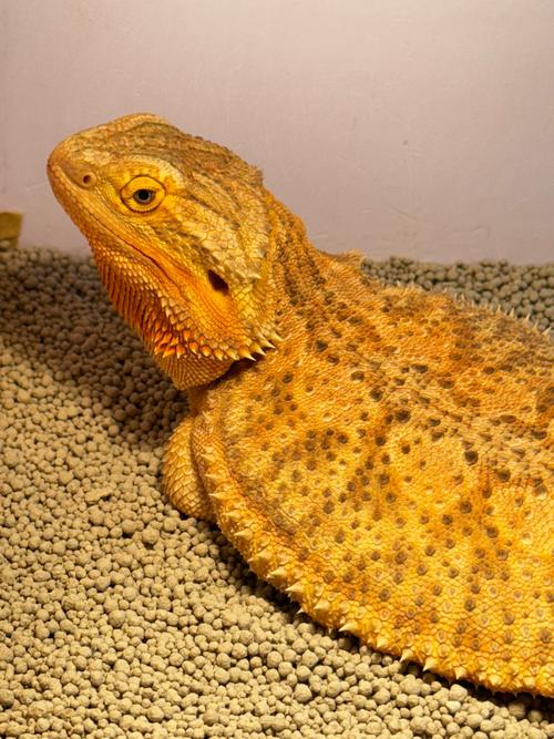 宠物蜥蜴训练指南让它更听话