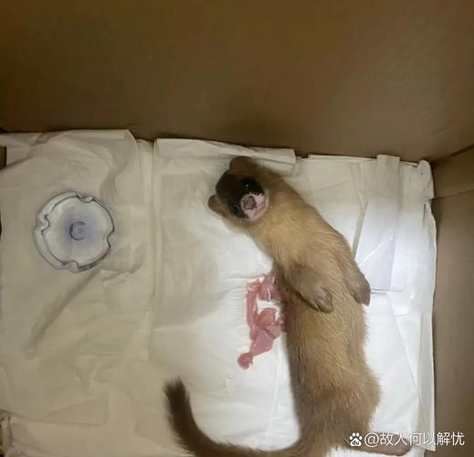 宠物貂与其他宠物的共处经验分享