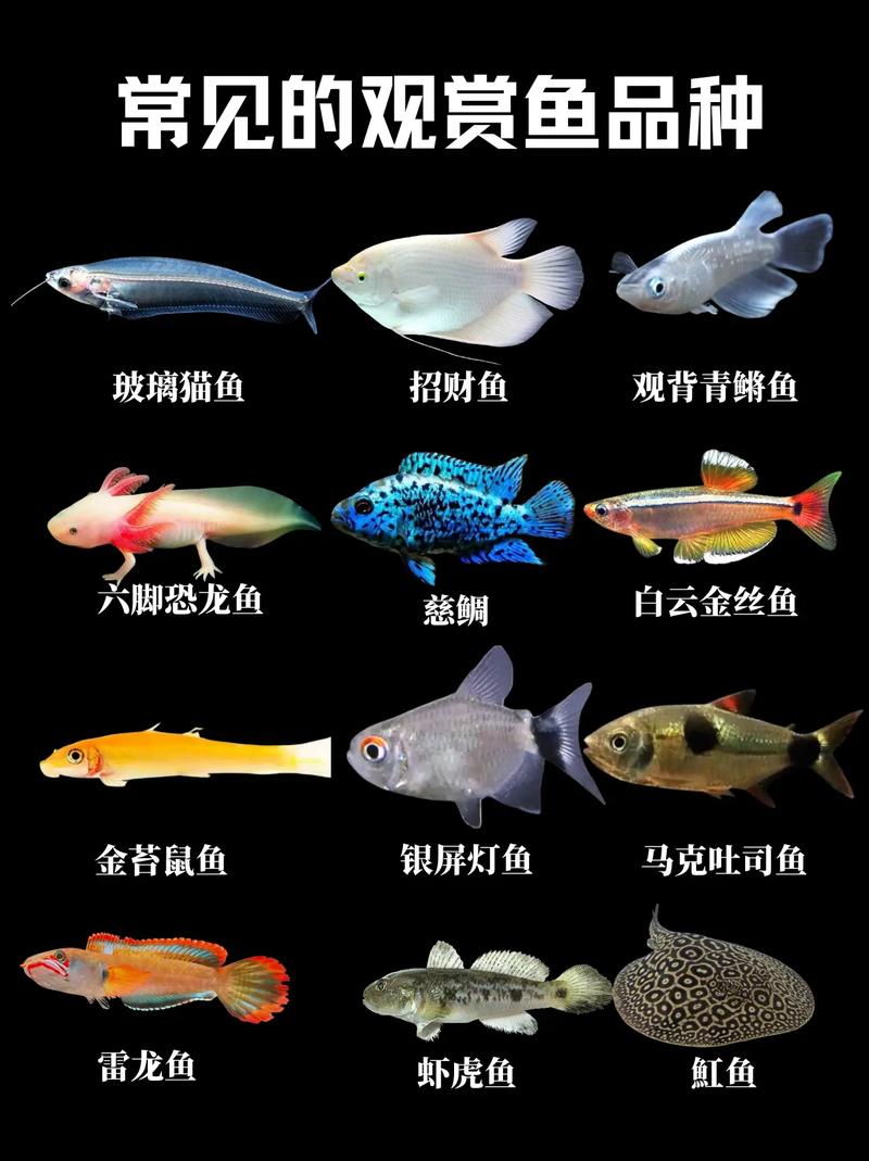 宠物鱼性格分析不同品种的特点与习性