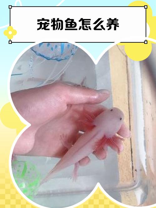 宠物鱼的生态系统如何优化与管理技巧