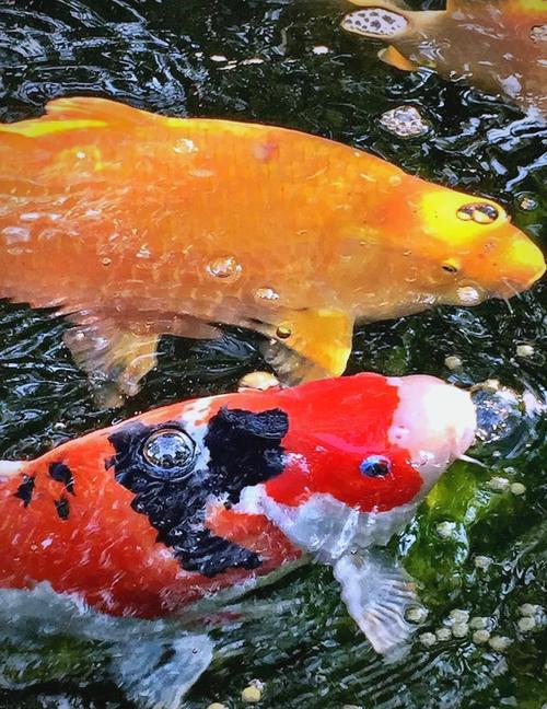 宠物鱼的训练方法让鱼儿更懂与你互动的乐趣