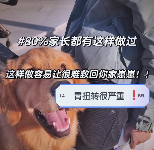 视频：狗狗胃扭转能活多久？