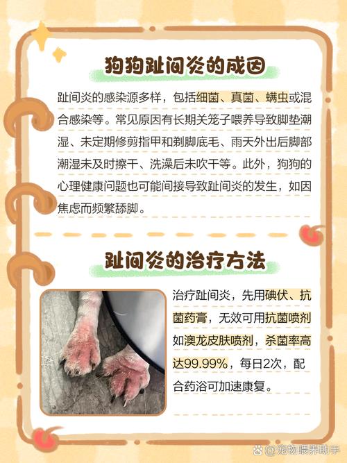 视频：狗狗脚缝长脓包还肿了怎么办？