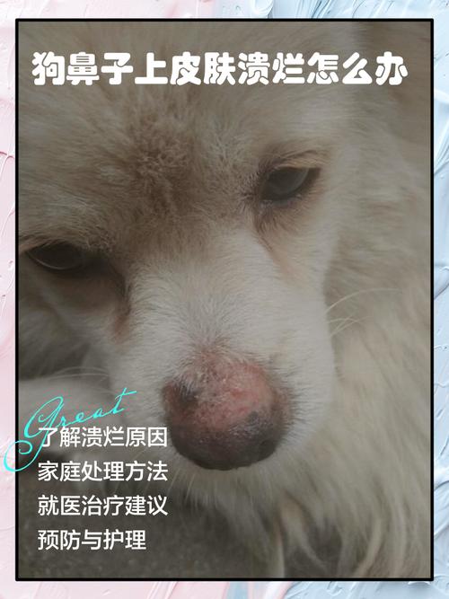 视频：狗狗脸上溃烂是怎么回事？