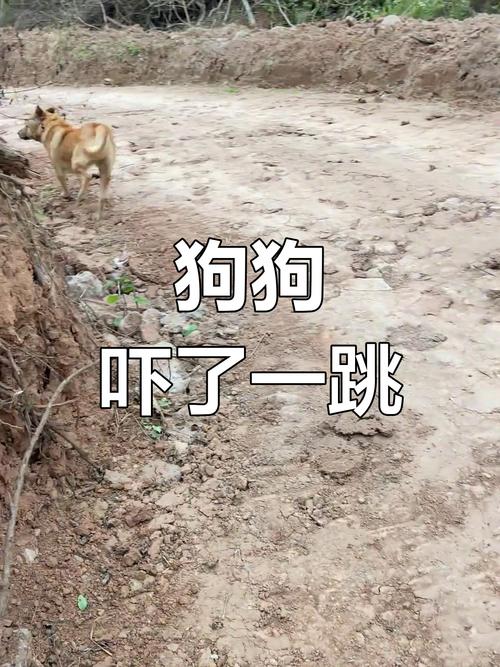 视频：狗狗被吓着了会怎么样？