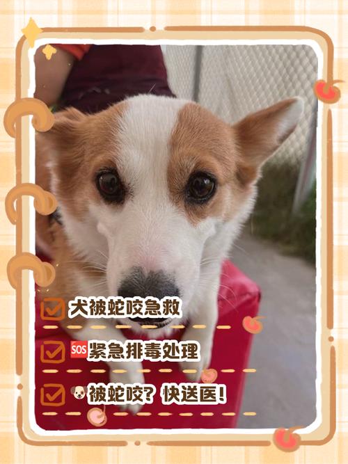 视频：狗狗被毒蛇咬了会怎么样？