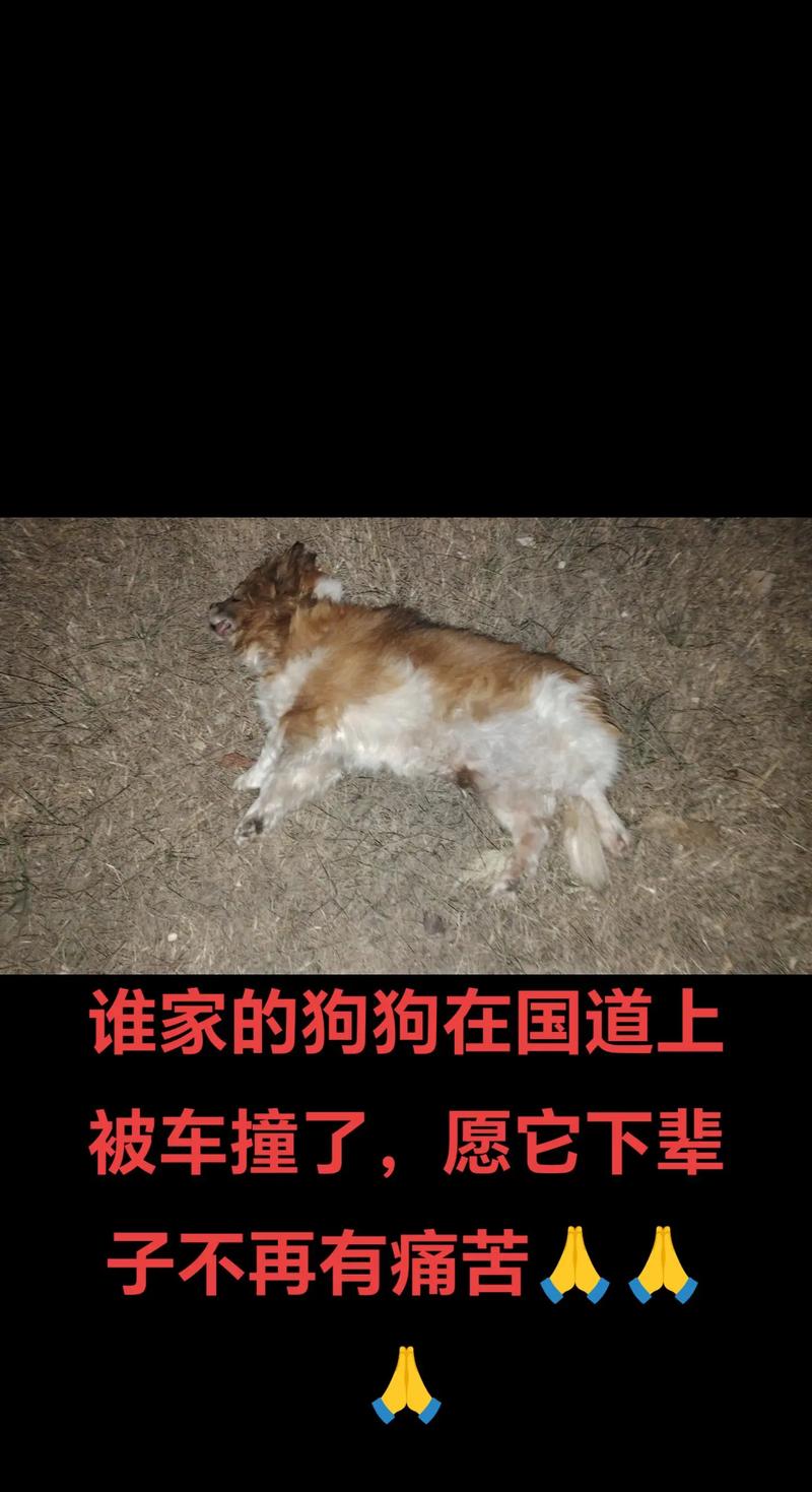 视频：狗狗被车撞了的危险期有多久呢？