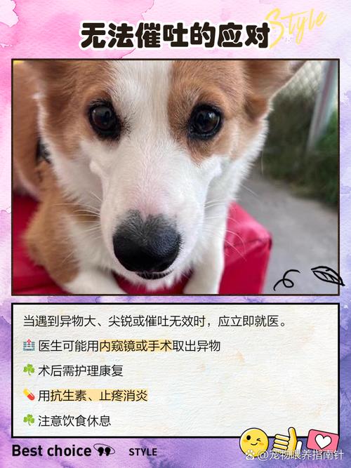 视频：狗狗误食塑料可以排出来吗？