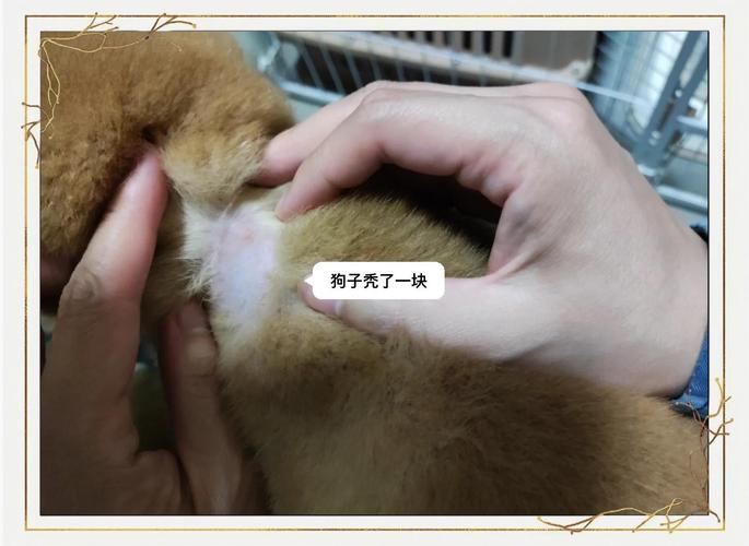 视频：狗狗起皮屑秃了一块毛该怎么办呢？