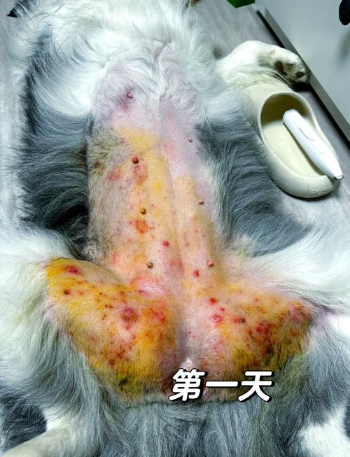 视频：狗狗身上有红点用什么药？