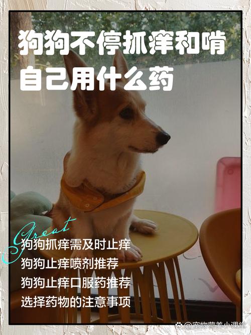 视频：狗狗身上痒痒的用什么药呢？