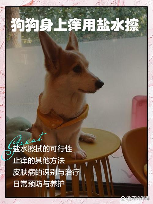 视频：狗狗身上瘙痒可以用盐水擦吗？