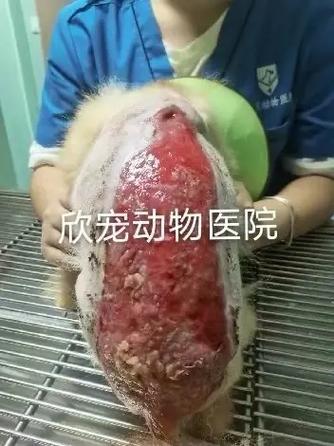 视频：狗狗身上皮肤严重溃烂需要怎么处理呢？