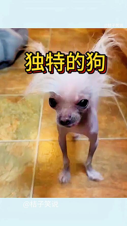 视频：狗狗身上秃一块不长毛咋回事呢？